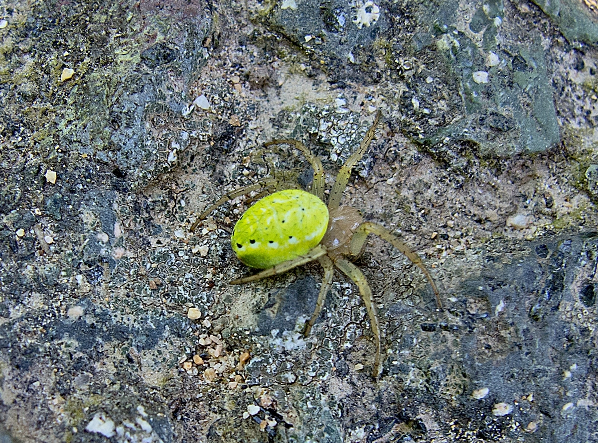 Этих необычных пауков можно увидеть в период с сентября по май.