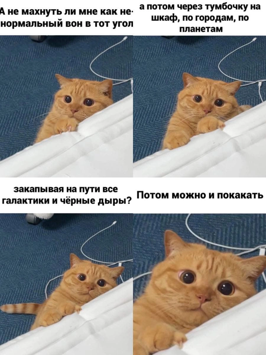 Кошачьи будни.