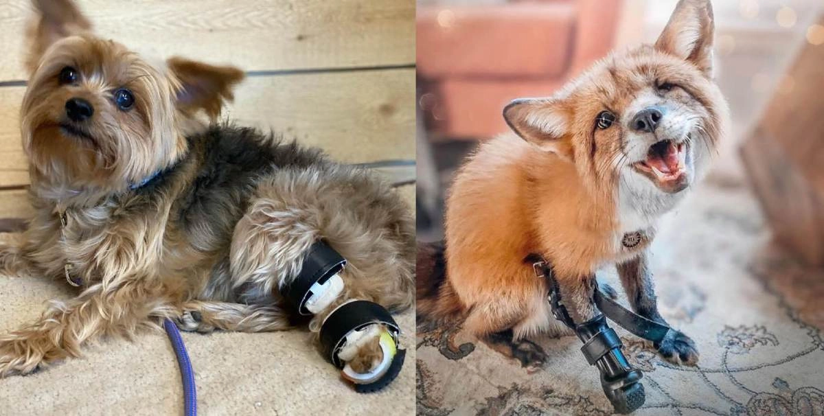 Сейчас над работой американца уже никто не смеется, поскольку за долгие годы он успел доказать, что его уникальные протезы значительно улучшают жизнь хвостатых и пернатых. Сейчас над работой американца уже никто не смеется, поскольку за долгие годы он успел доказать, что его уникальные протезы значительно улучшают жизнь хвостатых и пернатых.