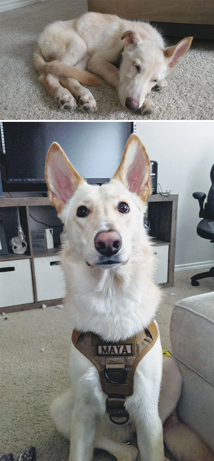 «Прошел год после того, как мы забрали Майю из приюта».