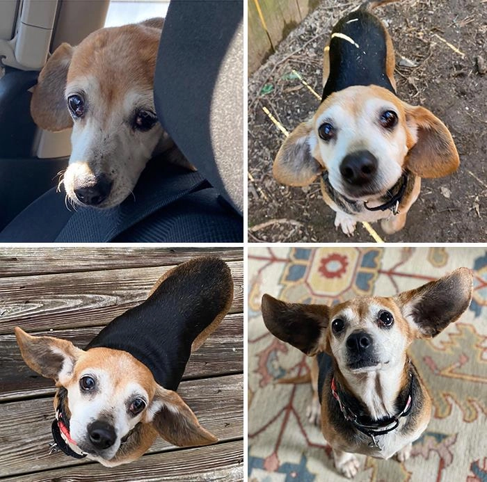 «Эволюция нашей собаки, которую мы забрали из приюта».