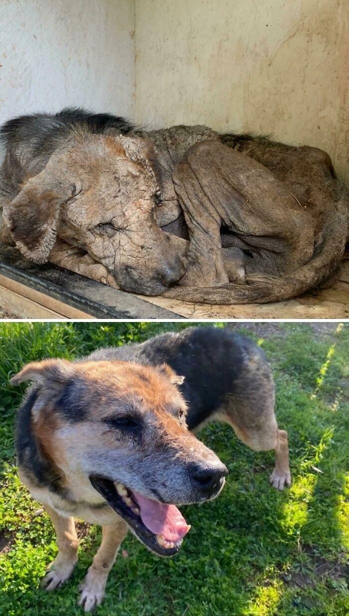 «Спасибо всем, кто трудился над спасением жизни Магнума».