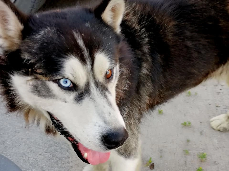 Пудож, пёс на парковке похож на пирата. Пудож, пёс на парковке похож на пирата.