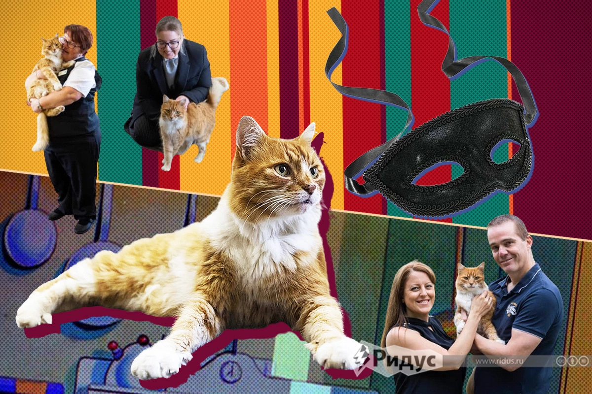 Пэдди утешает людей, которые потеряли своих близких. Пэдди утешает людей, которые потеряли своих близких.