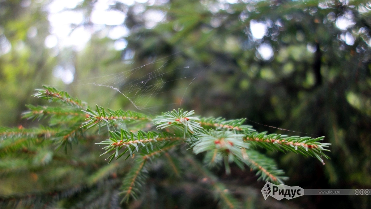 Еще до прибытия на пляж вам будет, чем полюбоваться: природа в Подмосковье дивная. Еще до прибытия на пляж вам будет, чем полюбоваться: природа в Подмосковье дивная.