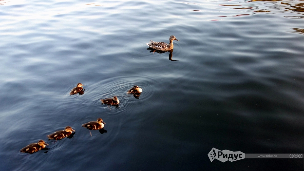 О том, что вы всё-таки не на море, вам регулярно будет напоминать местная фауна, которая плавает в метре от туристов. О том, что вы всё-таки не на море, вам регулярно будет напоминать местная фауна, которая плавает в метре от туристов.