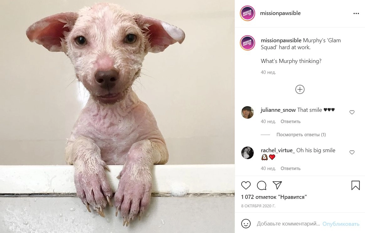 Таким Мерфи был найден на дороге.