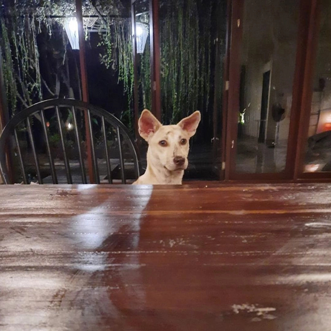 Самое главное в работе с такими собаками, как Мерфи, — это терпение и время.