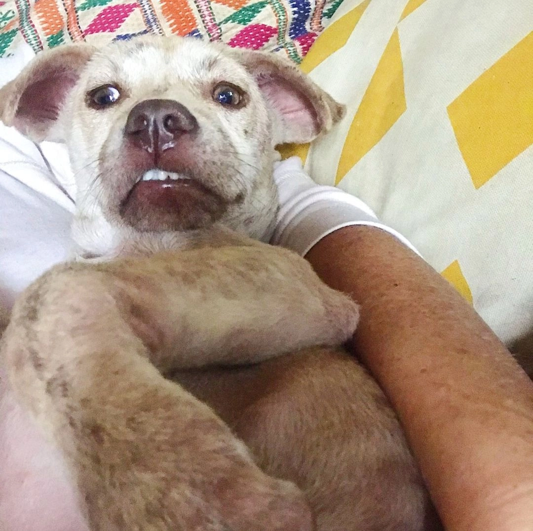 Вскоре собакен научился доверять двуногим и превратился в игривого и милого питомца. 