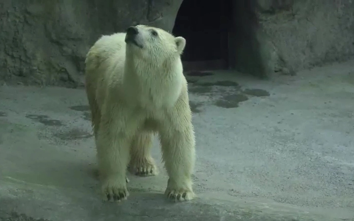 Сейчас медведица, которую пока неофициально называют Томпой, постепенно привыкает к жизни в зоопарке.