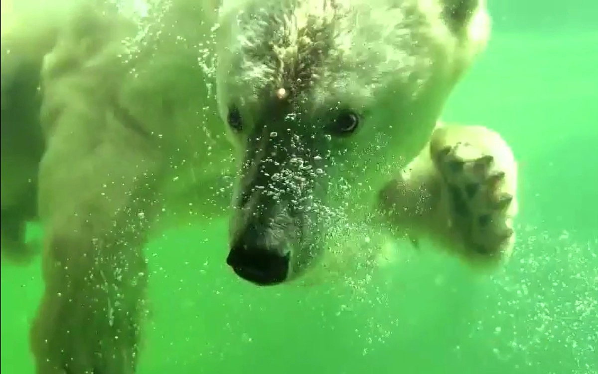 Также Томпа отлично показал себя в тренинге: она быстро освоила множество команд и научилась сотрудничать с двуногими.