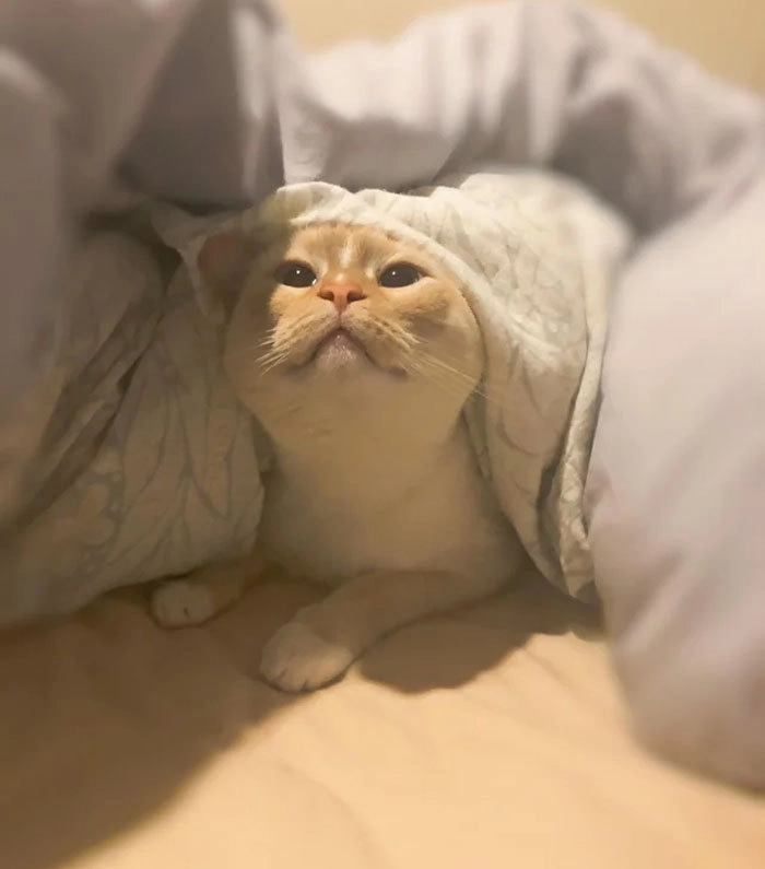 Разбужен запахом сосисок. 