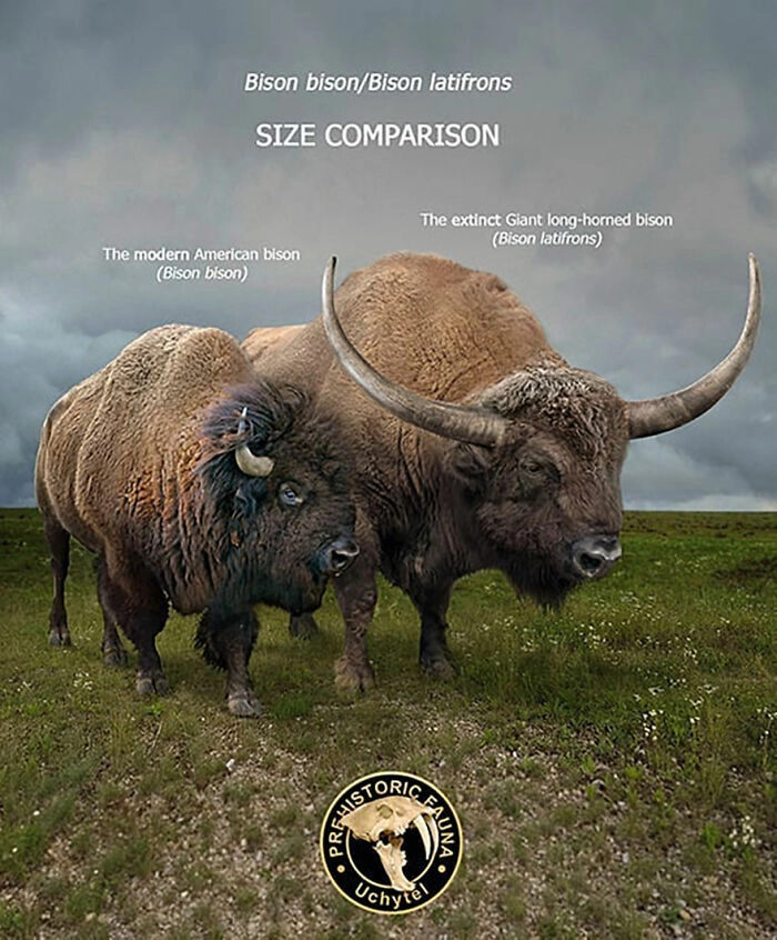 Американский бизон и его предок длиннорогий бизон. 