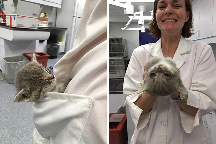 Этот малыш совершенно не боится ветеринара. Этот малыш совершенно не боится ветеринара.