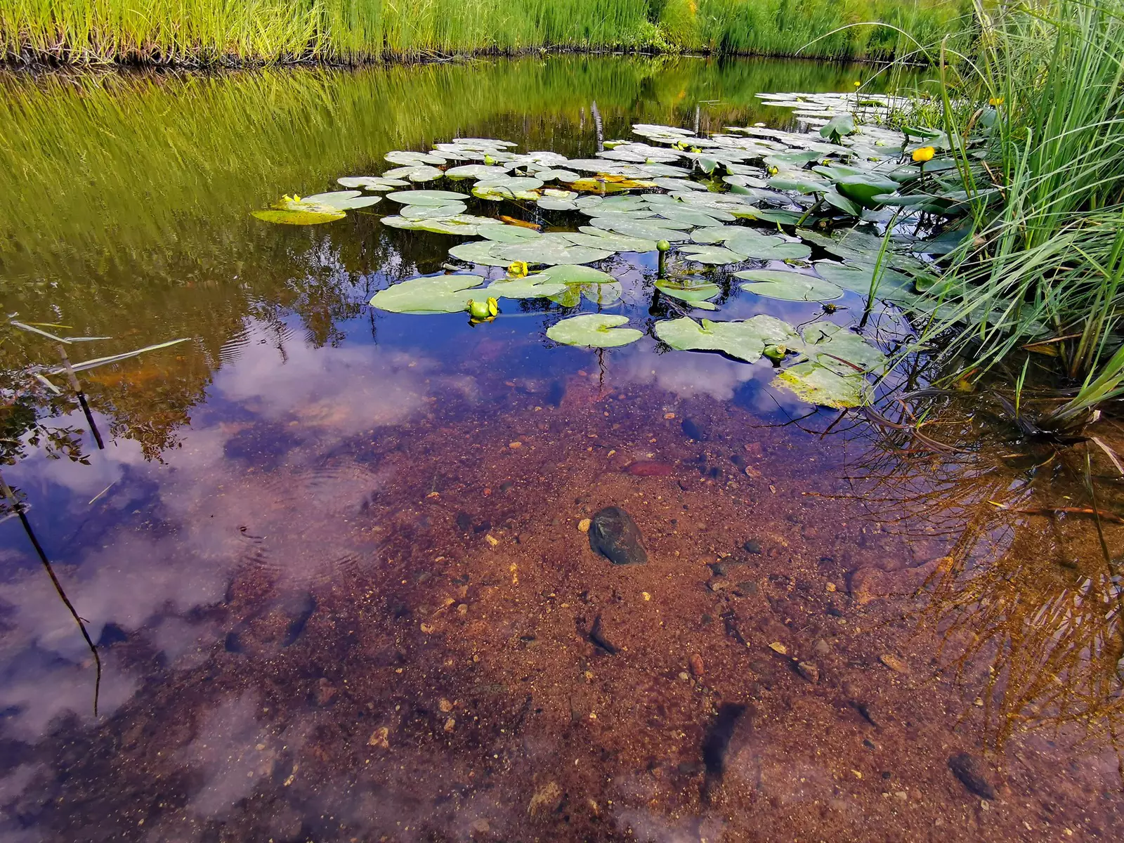 Лухтома чистая, видно как в воде кто то плавает из букашек, засмотрелся. Лухтома чистая, видно как в воде кто то плавает из букашек, засмотрелся.