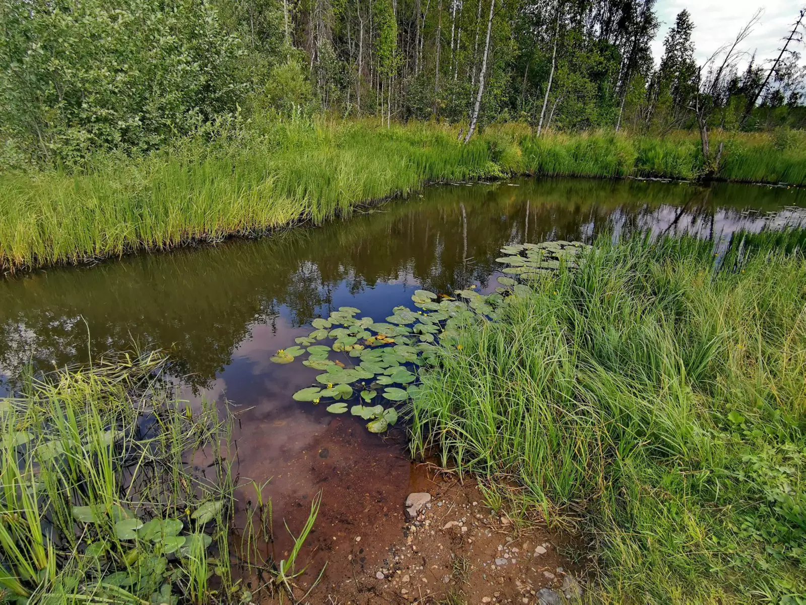 Река Лухтома чистая Река Лухтома чистая