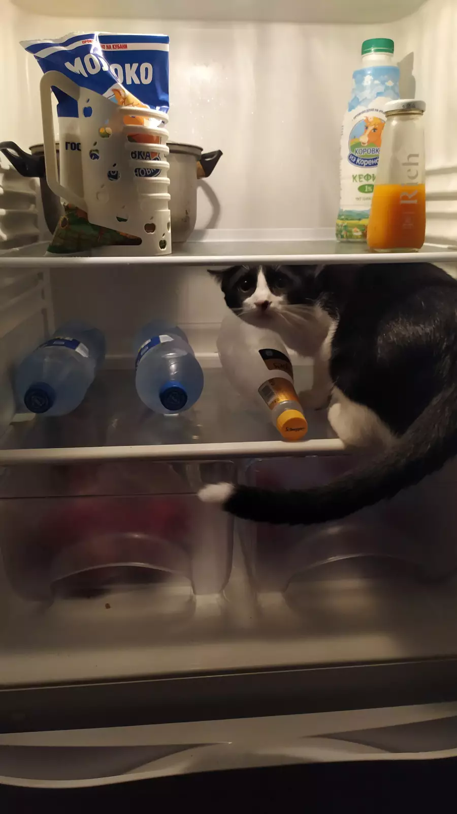 “Оставь меня хозяйка, я спасаюсь”. “Оставь меня хозяйка, я спасаюсь”.