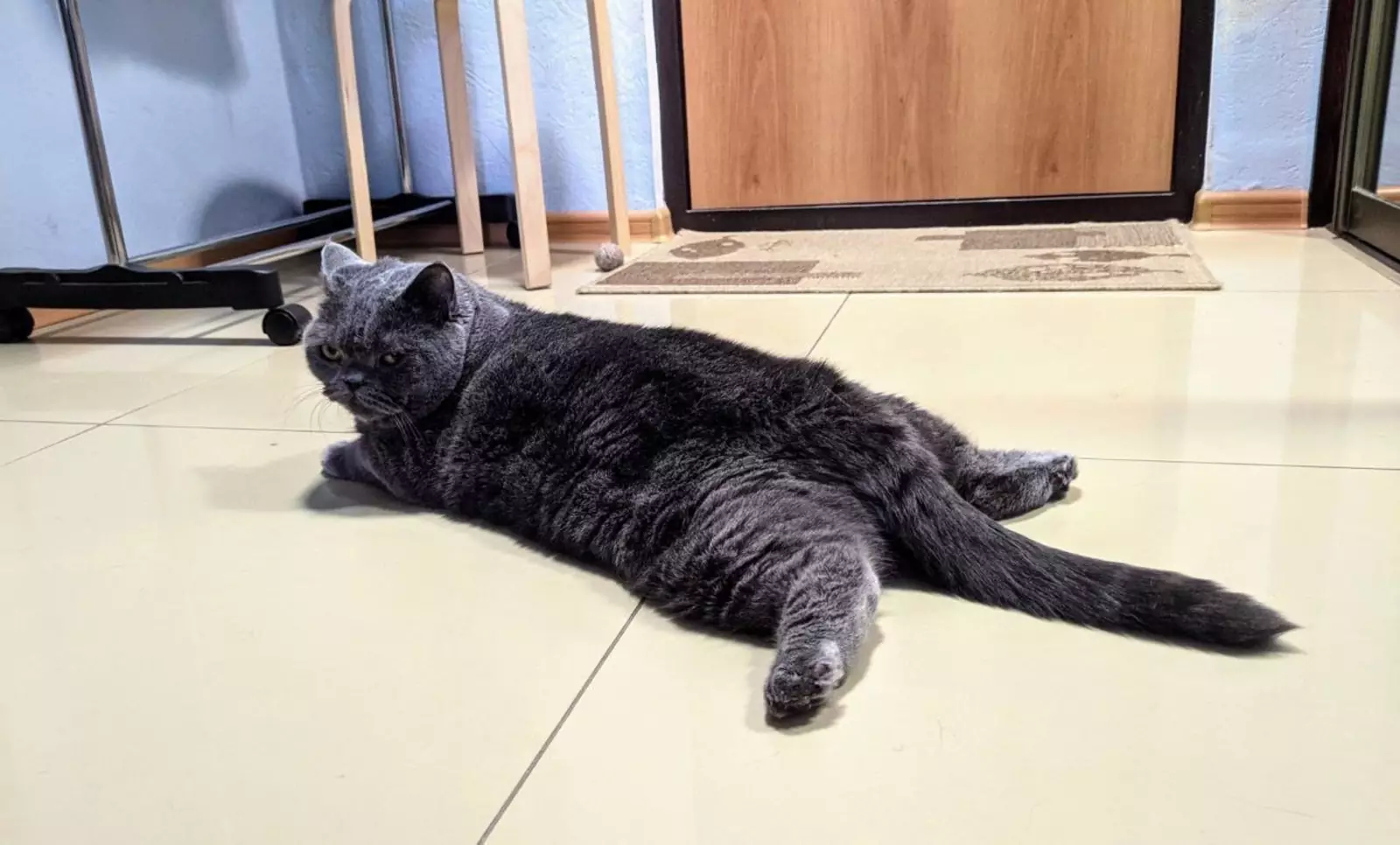 Его отношение к погоде написано на мордахе. Его отношение к погоде написано на мордахе.