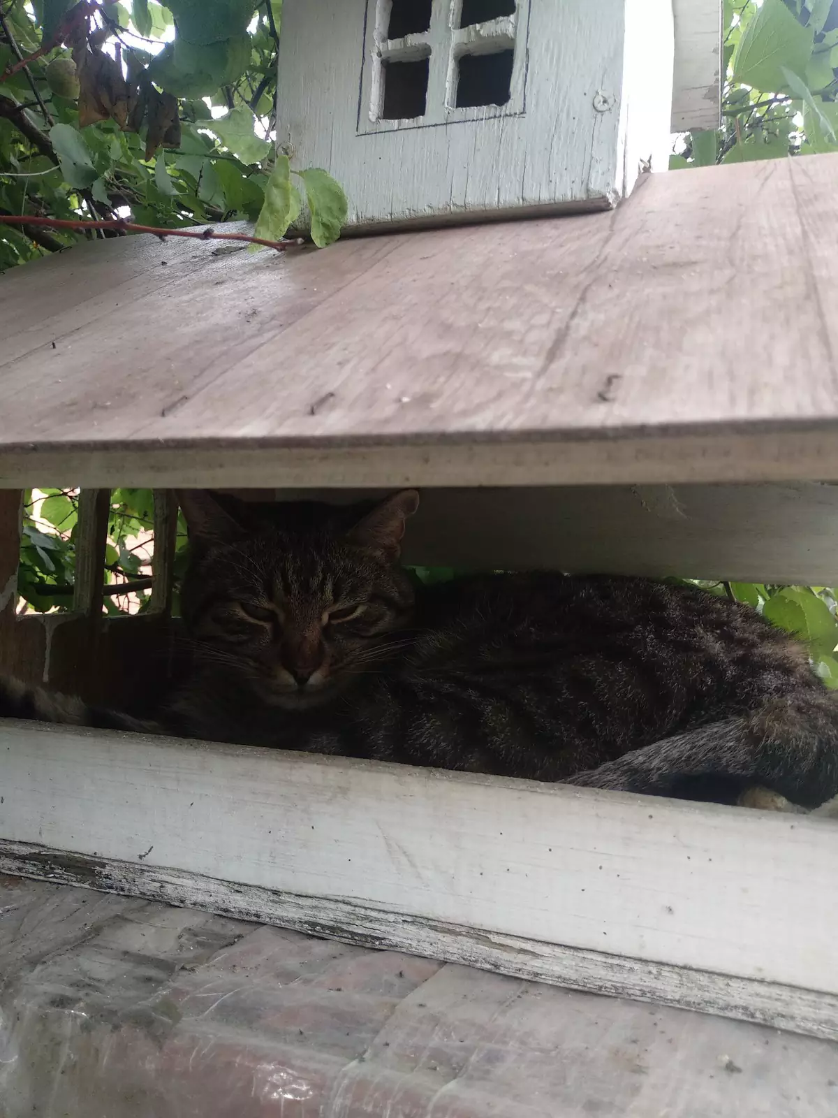 А этот бедолага прячется от жары в кормушке для птиц. А этот бедолага прячется от жары в кормушке для птиц.