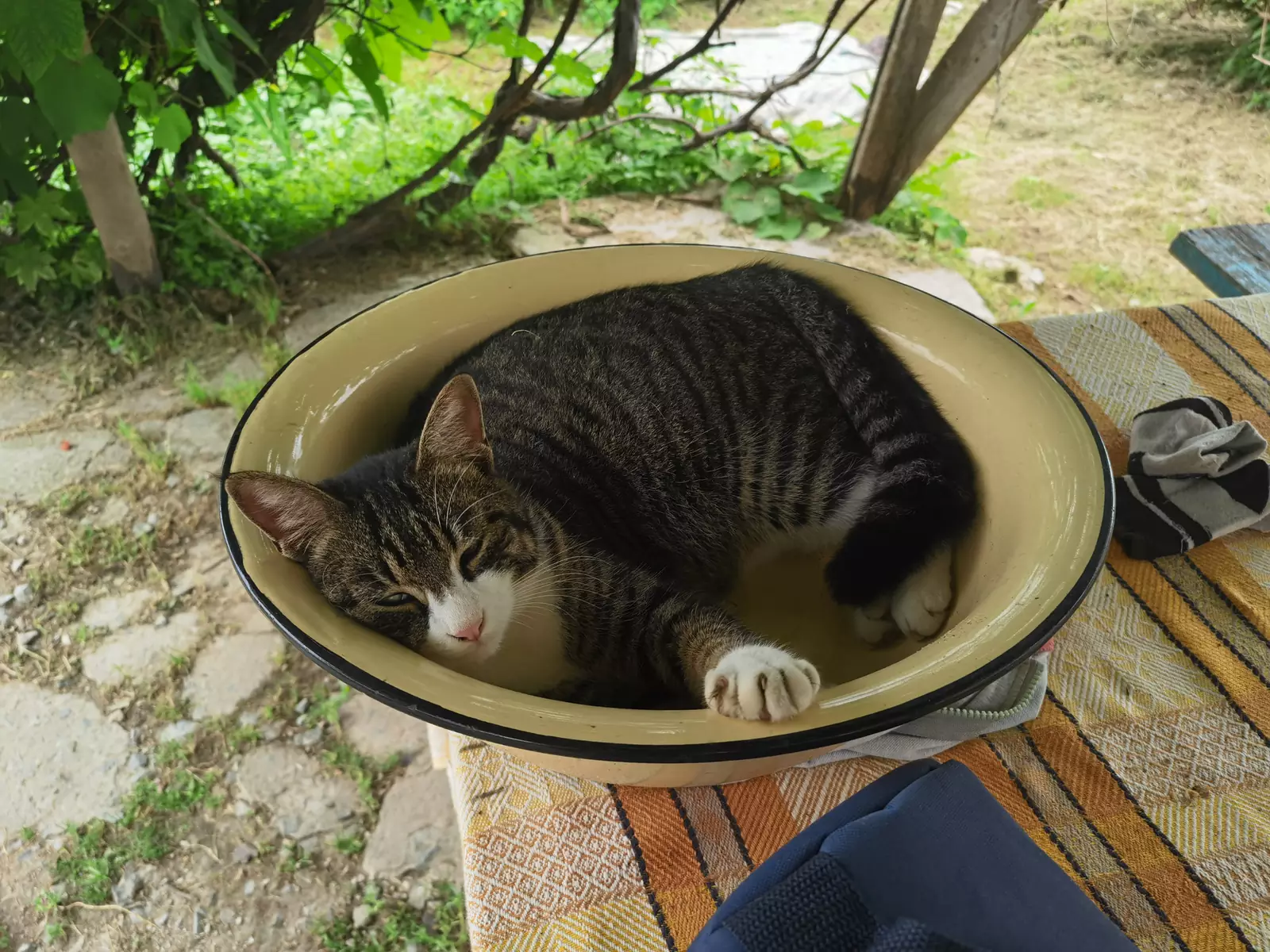 “Иногда выходит поесть, а потом обратно в таз”. “Иногда выходит поесть, а потом обратно в таз”.