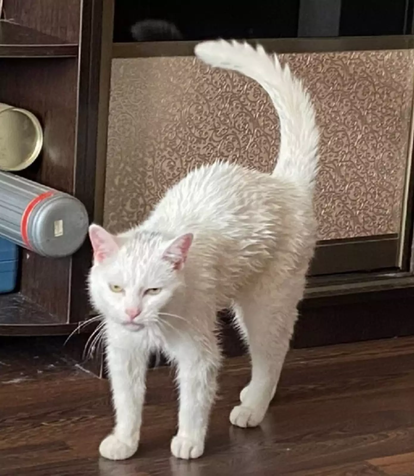 Кажется, не стоило спасать кота водой от жары. Кажется, не стоило спасать кота водой от жары.