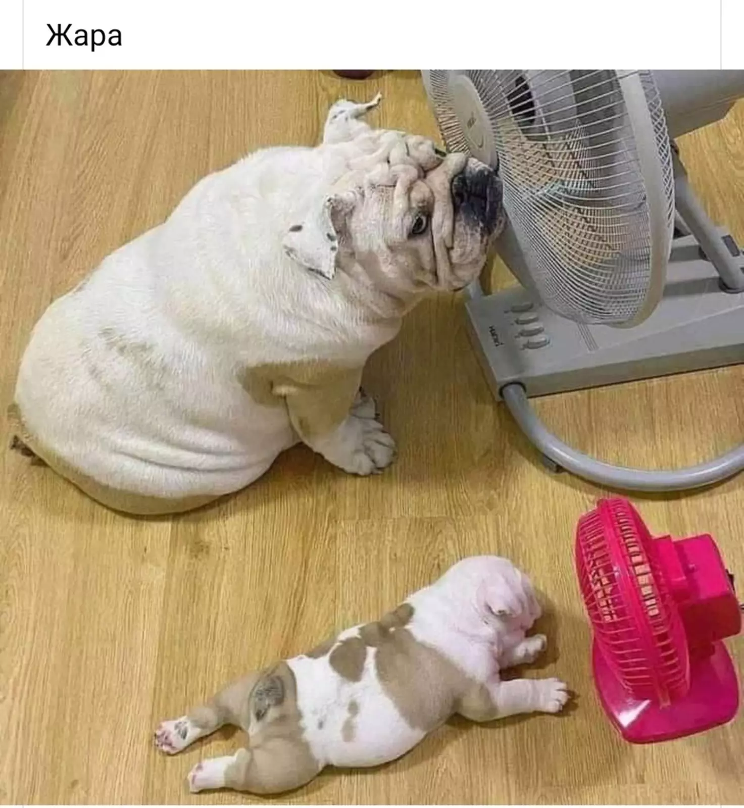 Каждому по потребностям. Каждому по потребностям.