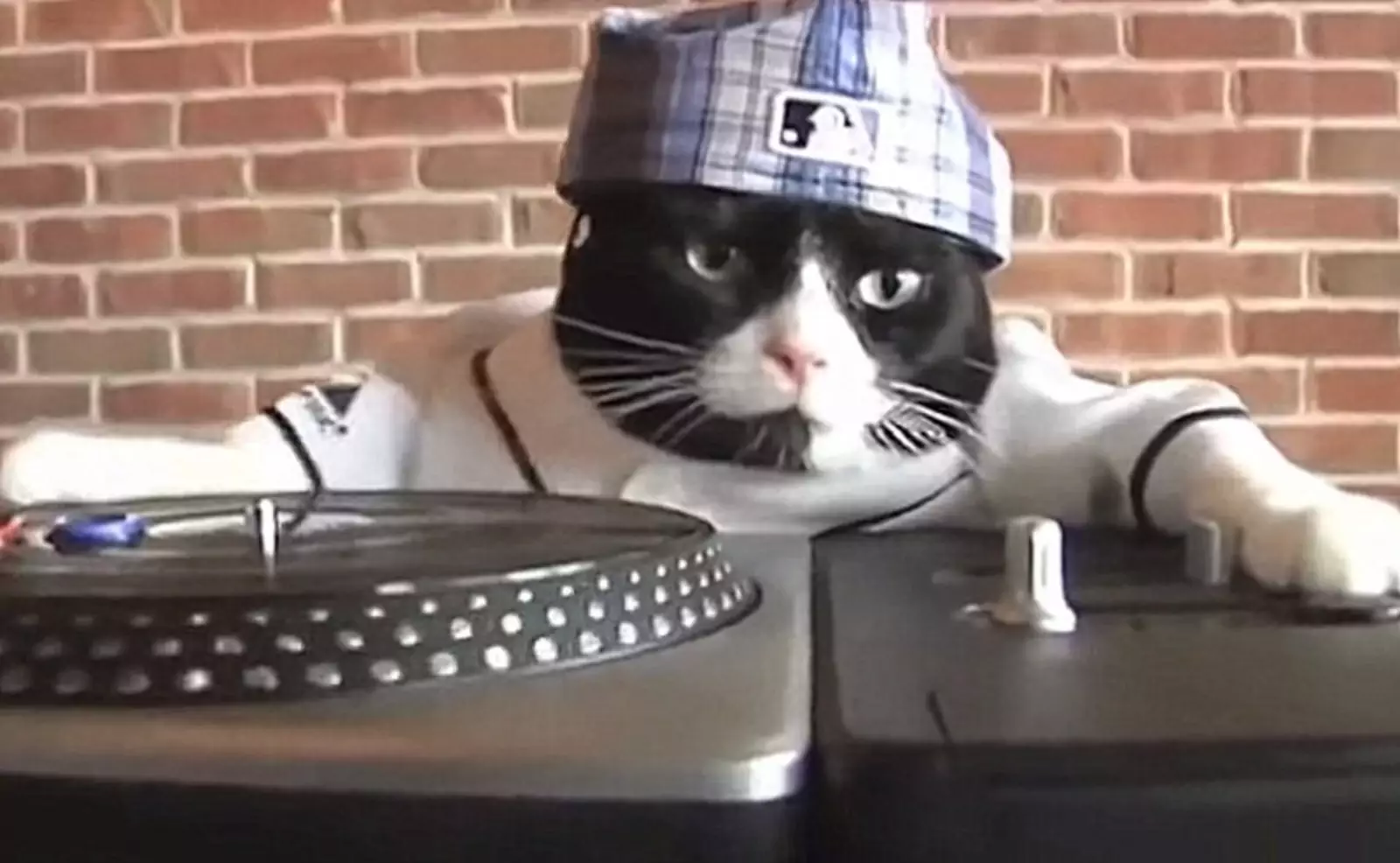 Включи видео кот песни. Кот диджей. Котик DJ. Кот рэпер.