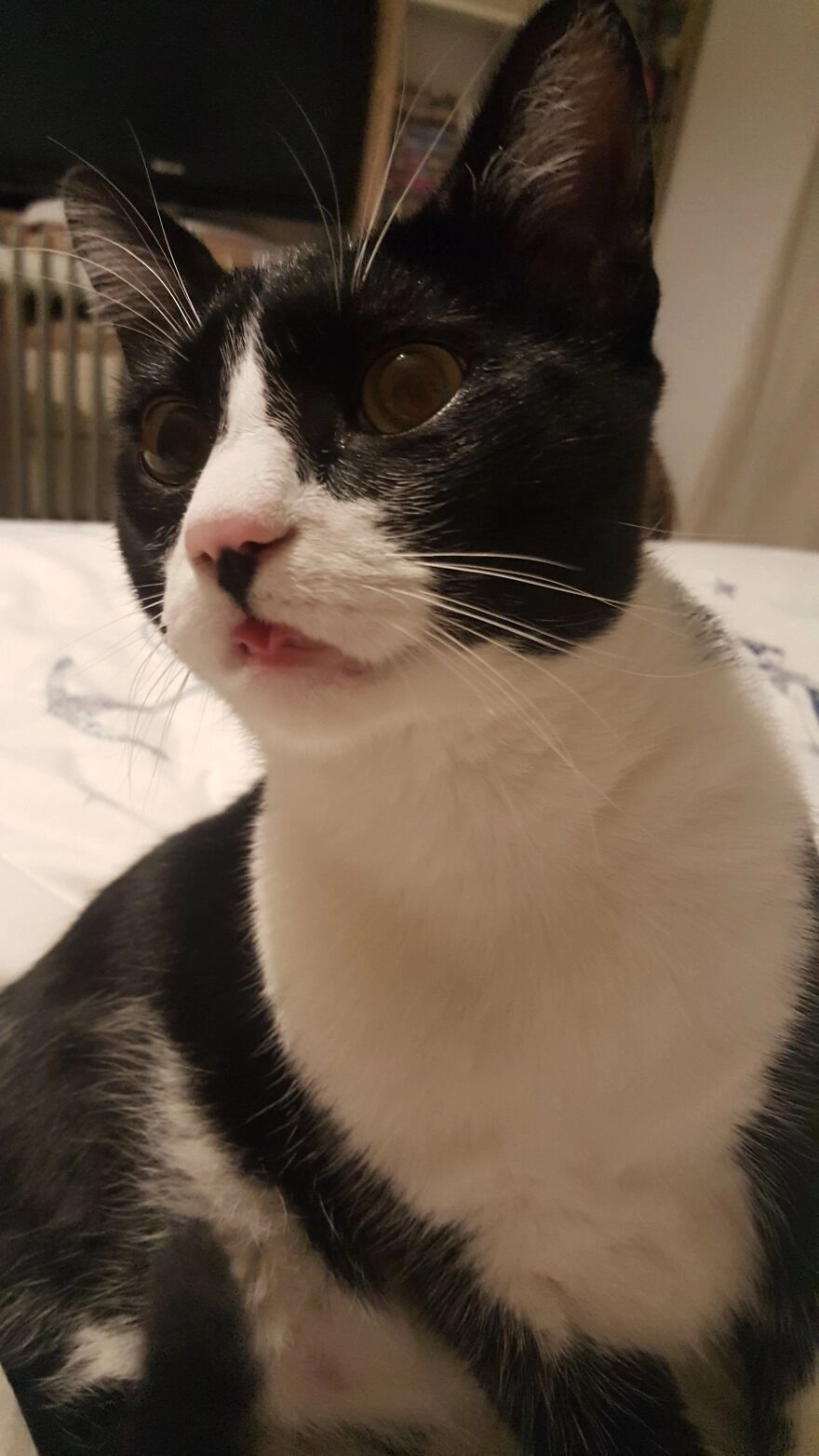 «А вы можете вот так скручивать язык?»