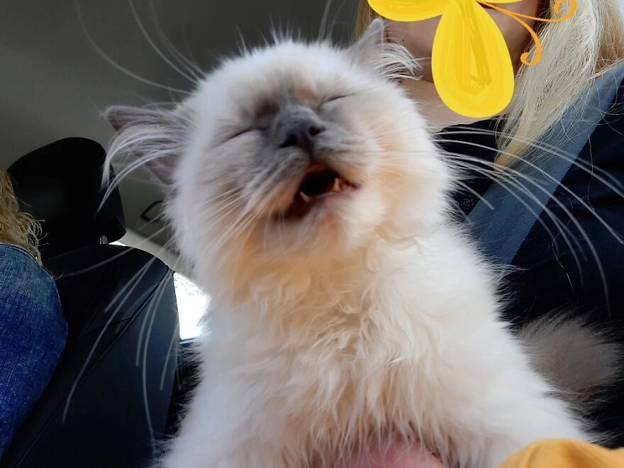 «Мы слушали музыку, и моя кошка тоже прониклась»