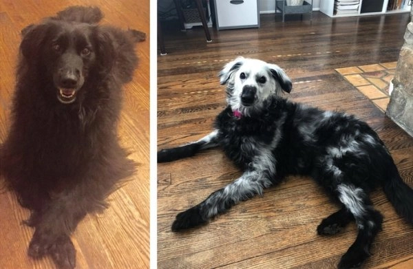 “Как моя собака с витилиго изменилась всего за 1,5 года”. 