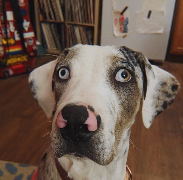 Пес с гетерохромией, у которого один зрачок наполовину коричневый.