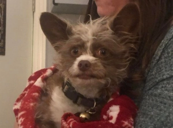 “Собака моего друга выглядит так, словно у нее человеческое лицо”. 