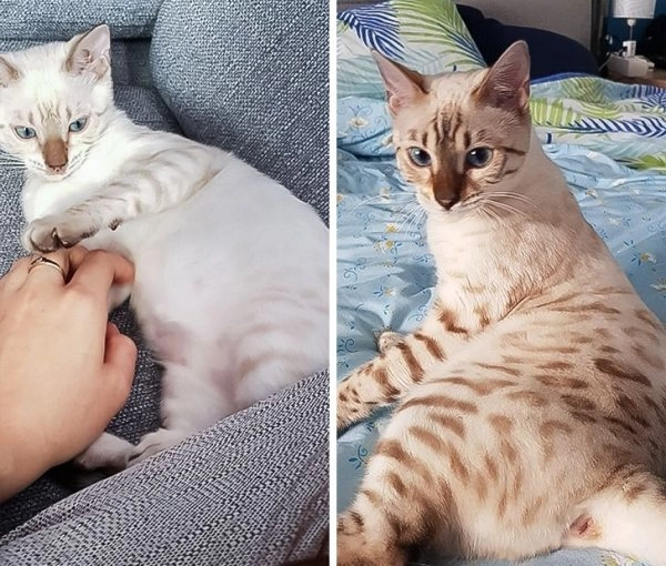 “Окрас моей кошки наконец проявился”. 