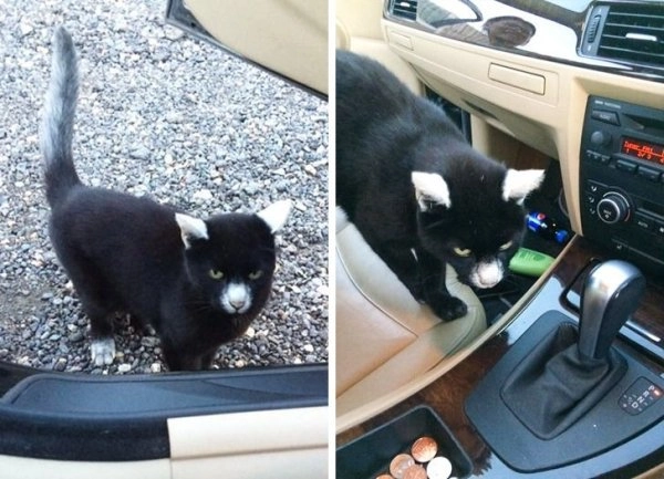 Кошка с витилиго.