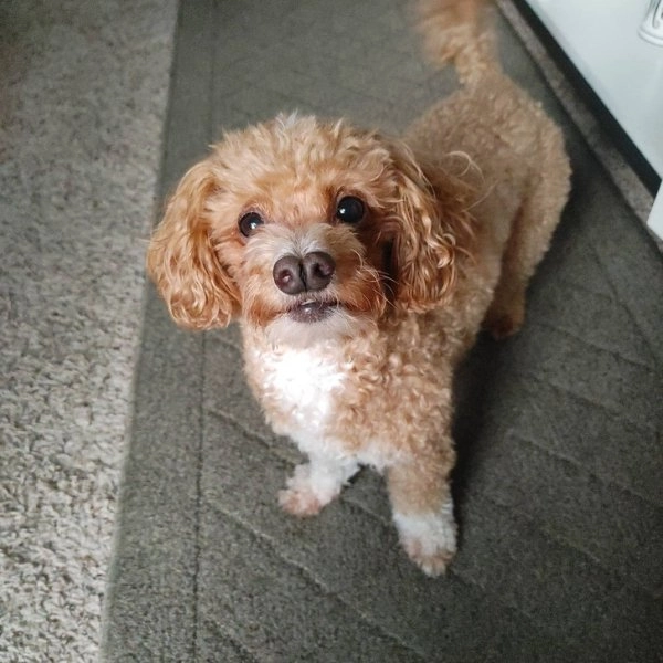 “Знакомьтесь, это Майло. И у него два носа”. 