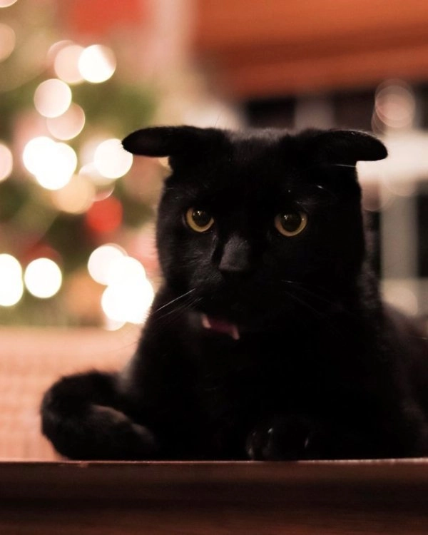 А этого кота часто сравнивают со Шреком из-за необычной формы его ушей. 