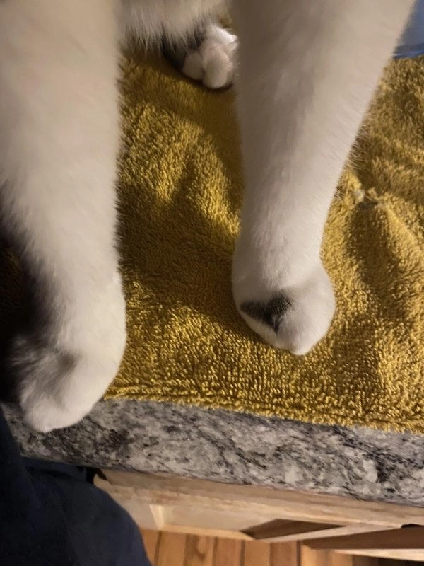 Киса, у которой сердечко на лапке. 