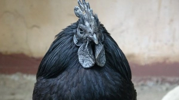 Декоративная порода черных кур из Индонезии. 
