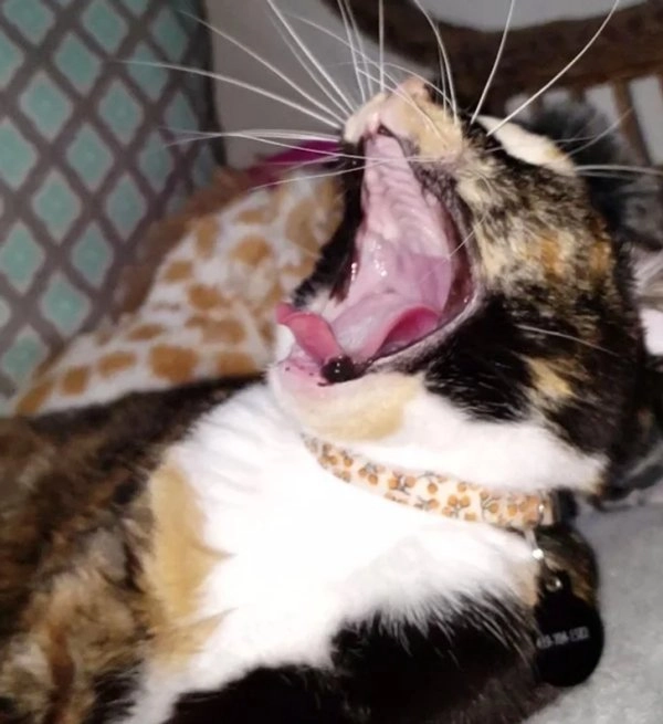“У моей кошки самый безболезненный кусь, потому что у нее нет зубов с рождения”. 