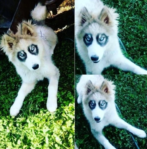 А этот щенок выглядит так, словно он всегда в очках. 