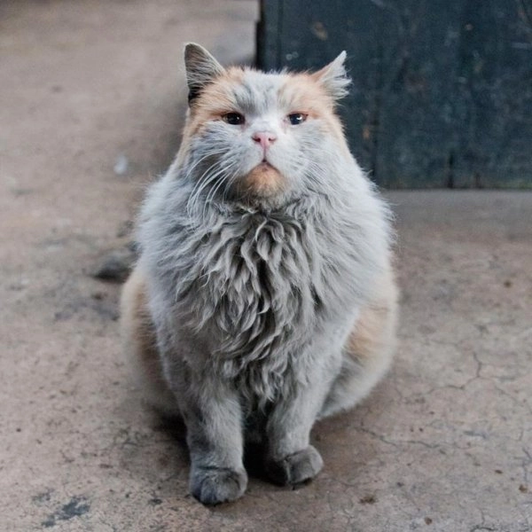 Из-за окраса кажется, будто кошка грязная. 