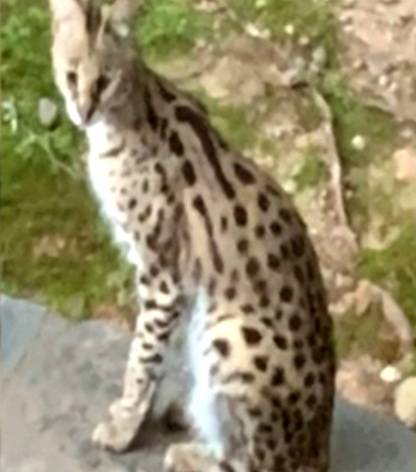 Пушистая гостья Кристины оказалась сервалом