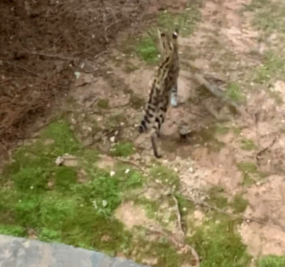 Сейчас дикую кошку разыскивают сотрудники департамента природных ресурсов