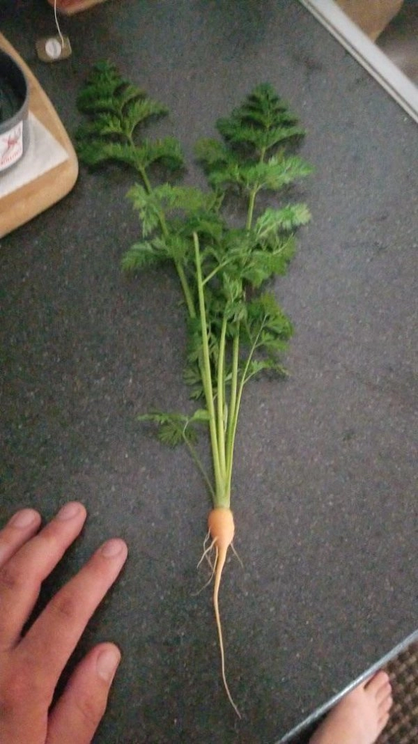 “Я новичок в садоводстве, что скажете?”. 