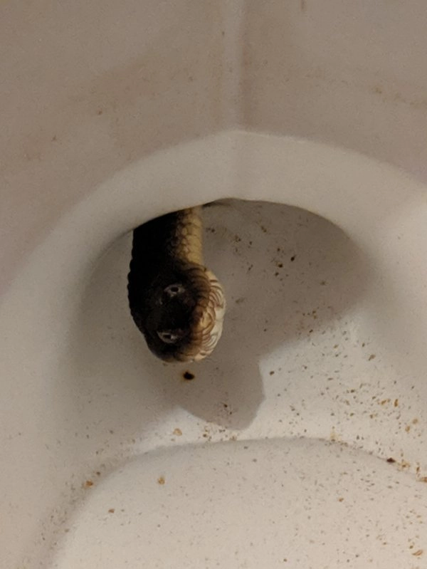 “Угадайте, на кого я наткнулся, когда пытался сходить в туалет. P.S. Да-да, я из Австралии”. 