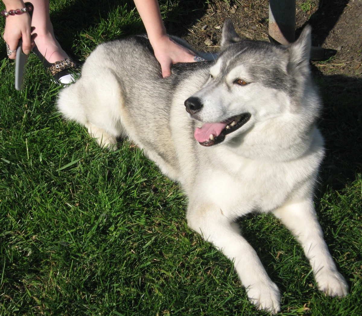 Регулярно вычесывайте шерсть как кошкам, так и собакам. 