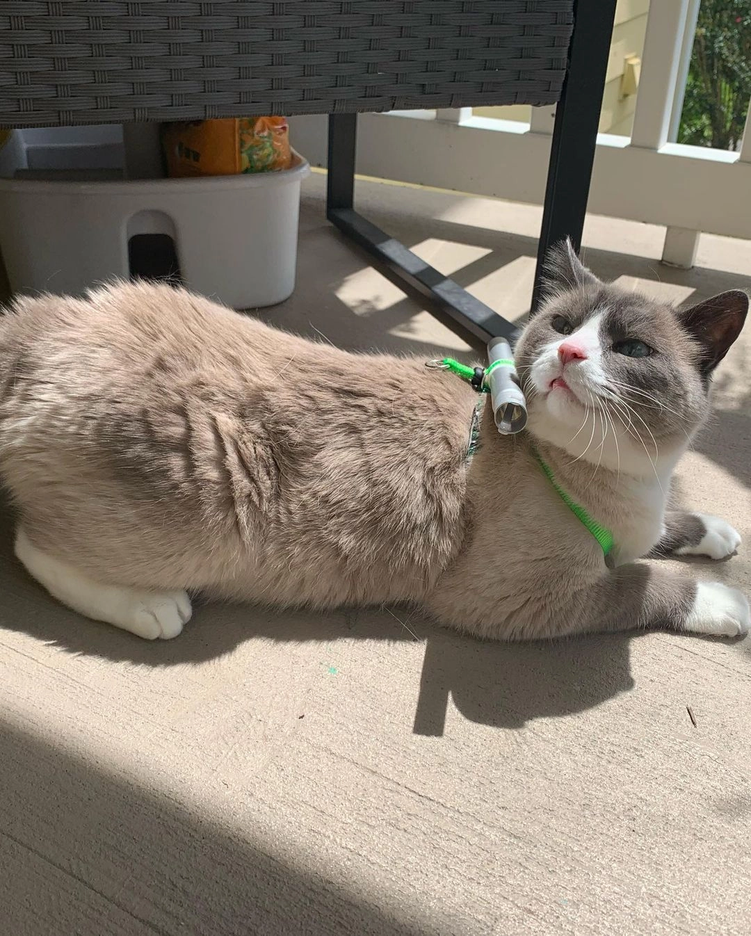 Кендал взяла швабру Swiffer, открутила часть ручки и прикрепила ее на шлейку кота. Кендал взяла швабру Swiffer, открутила часть ручки и прикрепила ее на шлейку кота.