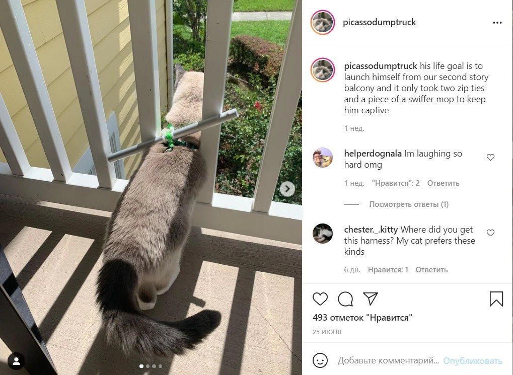 Теперь каждый раз, когда кот хочет пролезть через прутья, ручка от швабры мешает ему это сделать. Теперь каждый раз, когда кот хочет пролезть через прутья, ручка от швабры мешает ему это сделать.