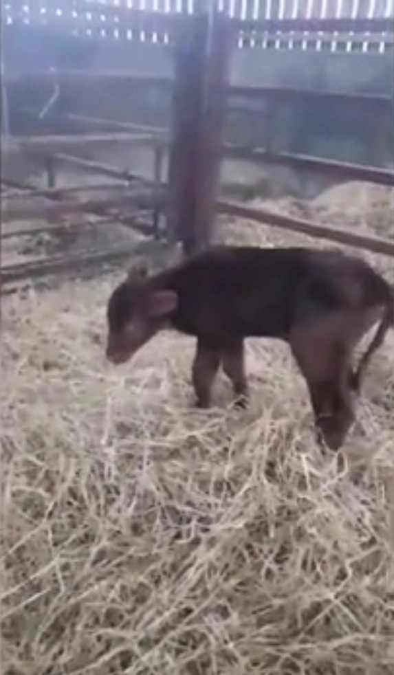 Тор был совсем маленьким и беспомощным, когда Хайди нашла его Тор был совсем маленьким и беспомощным, когда Хайди нашла его