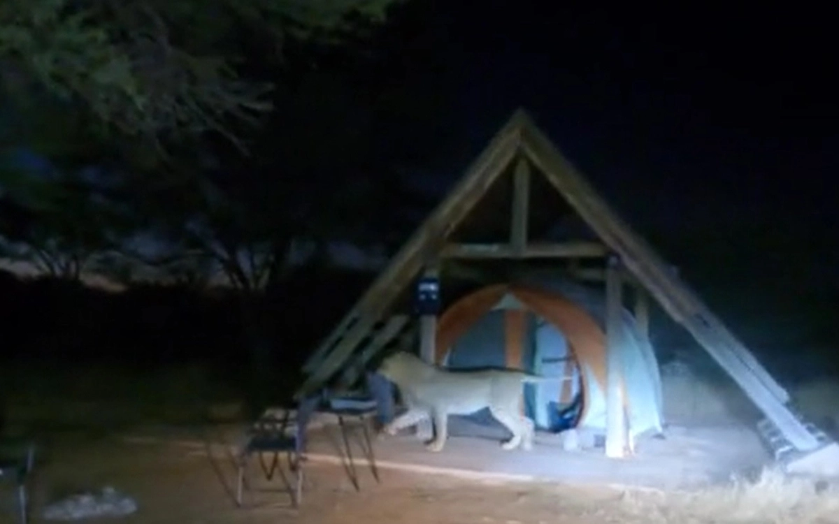 Лев вытащил из палатки подушку Энди и как следуют ее пожевал